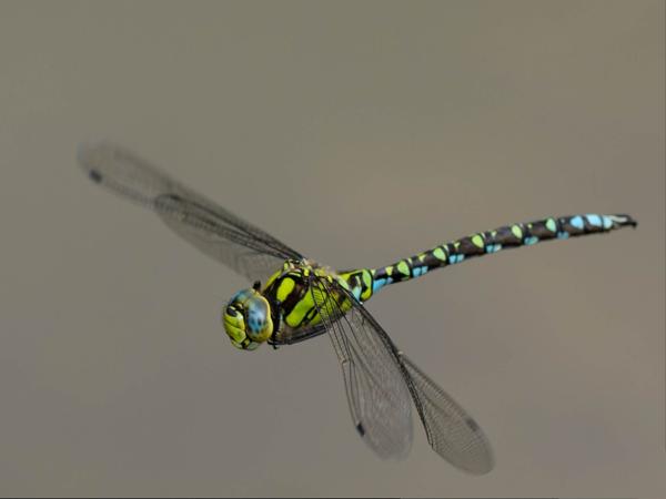 Blauwe glazenmaker (Aeshna cyanea)